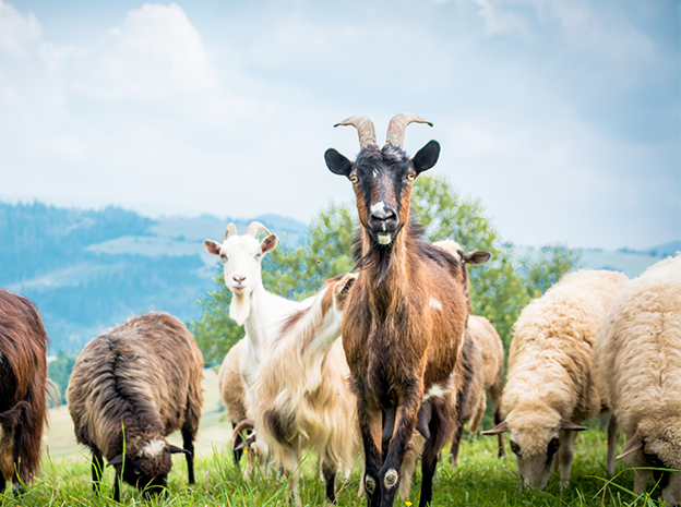 Dierenarts Zande
