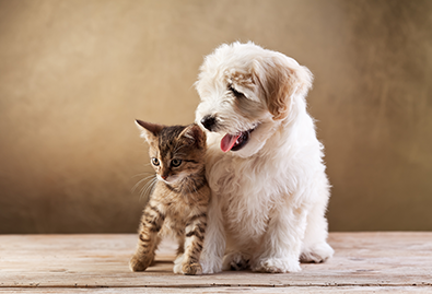 Ontworming dieren
