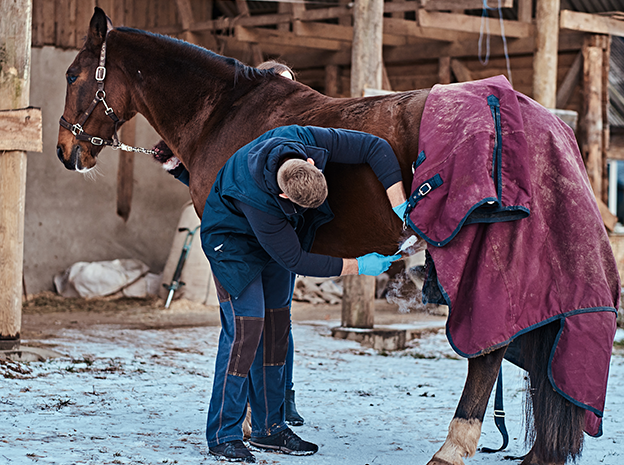 Verzorging paarden