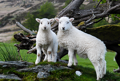 vaccinatie dieren